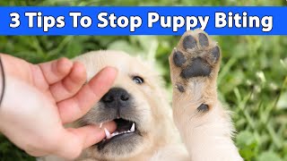 Puppy Biting: How To Train Your Golden Retriever Puppy To Stop Biting