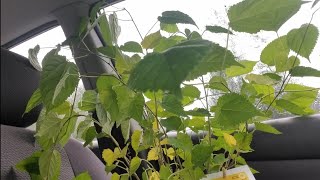 Lowes sale on Shims@.37/dwarf mulberry reg.$13.98/$4.98 garlic&onions