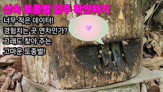 산속토종벌 성적표 받기! 모든것은 경력과 반비례 하는것 고수가 그냥 고수일리가 있을까? 초보벌꾼의 성장기!#토종벌 #honeybee #설통