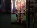 playing with dogy #shorts#viral