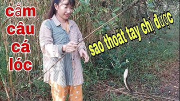 Cắm Câu Bằng Loại Mồi Này Cá Lóc , Cá Thác Lác Có Là Dính Câu Liền # SĂN BẮT ĐỒNG THÁP #