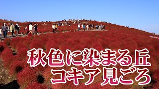 人出戻った モフモフの道　茨城・国営ひたち海浜公園のコキア
