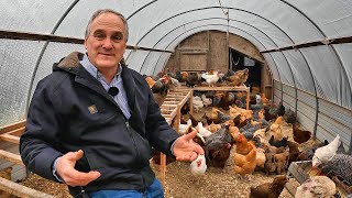 Should You Hatch Your Own Chickens?