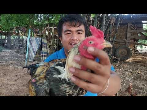 พ่อพันธุ์ไก่ชนสายพันธุ์พม่า