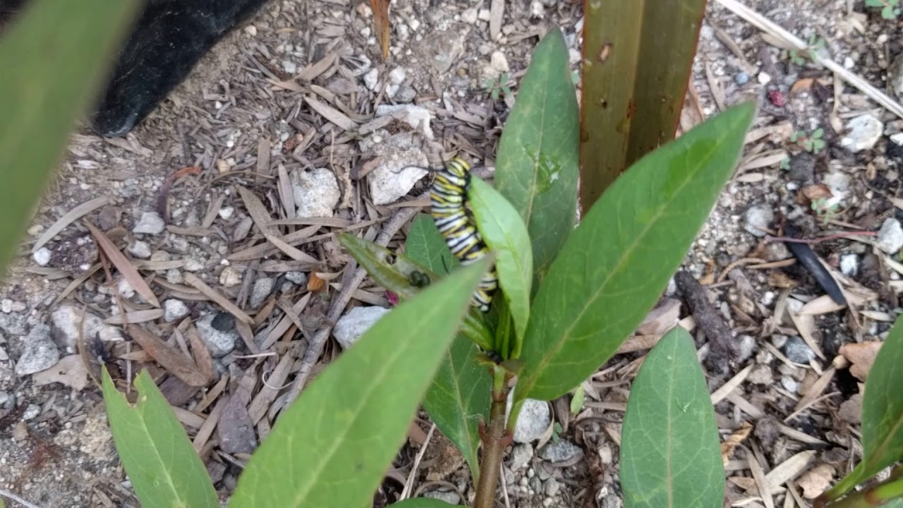 Monarch Caterpillar Eating YouTube