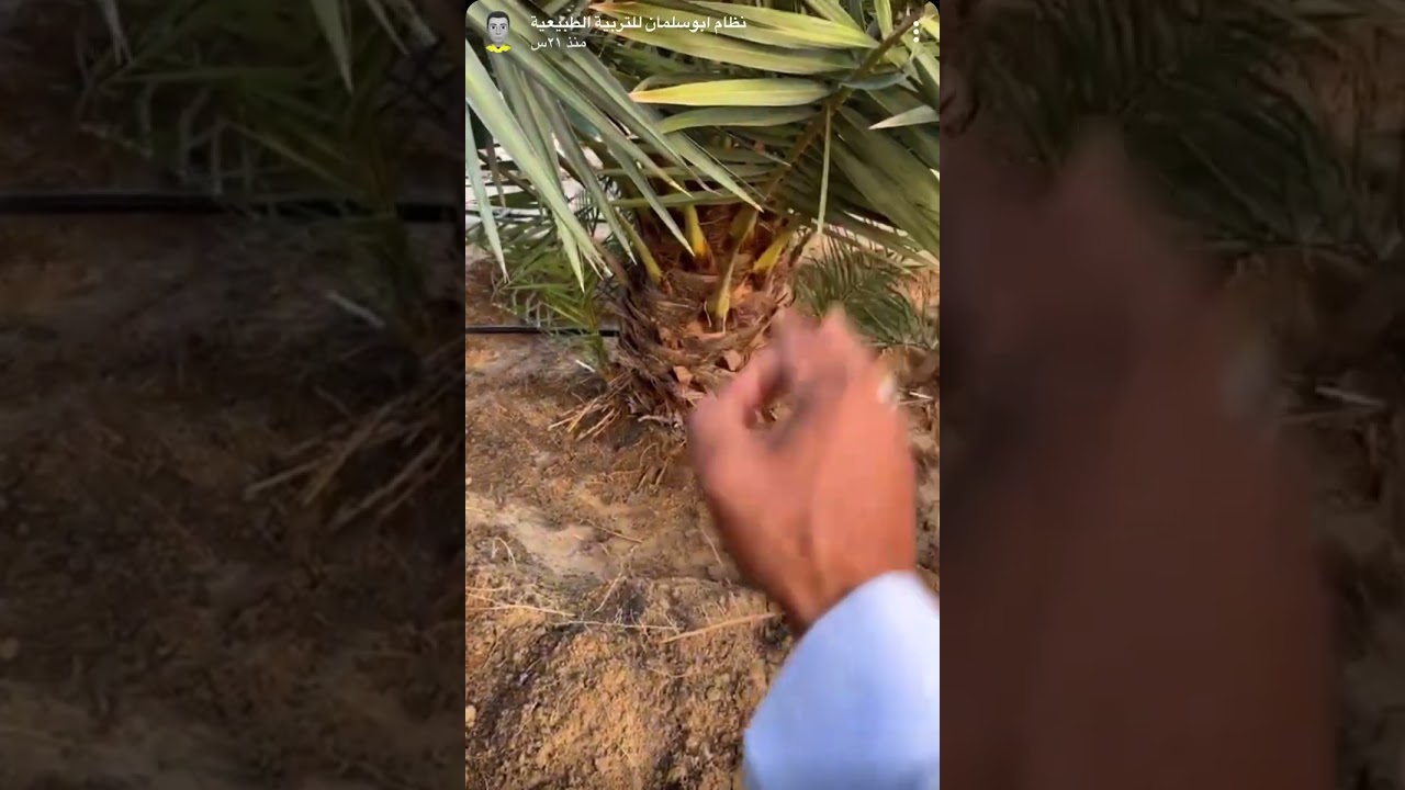 طريقة تسميد النخل الاحسائية