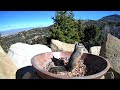Golden Mantled Squirrel and Friends!