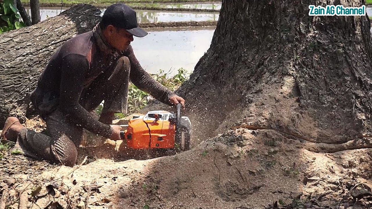 Felling of trembesi trees near rice fields - STIHL MS 881 - YouTube