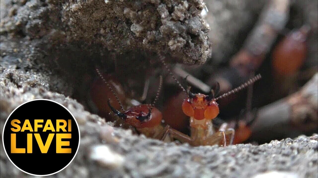 SafariLIVE   Sunrise Safari   August 26 2019