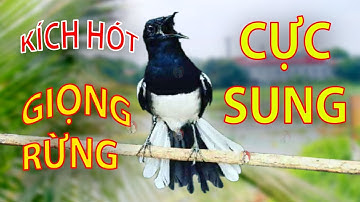 Choè than mồi hót réo kích bổi ức chế đấu lại | Chòe than hót giọng rừng cực phê #choethan