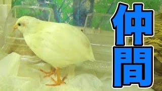 姫ウズラに仲間が増えました!　PDS