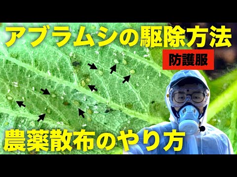 農薬散布 アブラムシの駆除方法と農薬散布のやり方 ハウスのいちご栽培で粘着くん Youtube