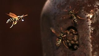 Thirsty Wasp brings water to nest in slow motion