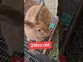 Tamuk Rabbits at 24hrs old. #rabbits #homestead #farming