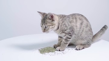 [MorePets] Pidan Studio Premium Catnip