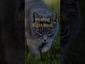 A Healing Rock Song |「猫の耳に」