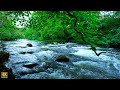 Beautiful Mountain River Flowing Sound | Calming Water Ambience for Sleep, Relaxation & Meditation.