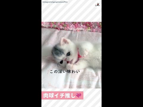 【だんだんエスカレート…】前髪ニャンコが肉球の旨味を追求するべくペロペロ