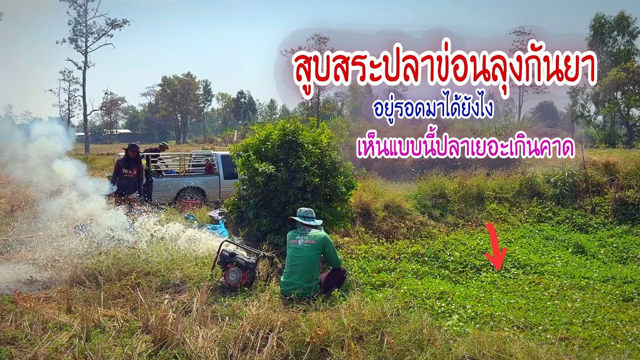 น่าเหลือเชื่อจับปลาข่อนสระลุงกันยา น้ำตื้นไม่ถึงเข่าอยู่รอดมาได้ยังไง ปลาเยอะเกินคาด