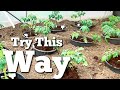 Planting Out My Tomatoes | Easy Way To Grow Tomatoes | Allotment Gardening With Tony
