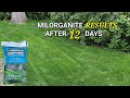 Milorganite Results Before and After
