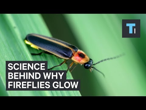 Science Behind Why Fireflies Glow