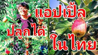 ไม้ผลแอปเปิ้ลที่เขาค้อปลูกได้ในไทย@สมุนไพร #โจฮักนะสารคาม #ลุงโจสมุนไพร EP.1469