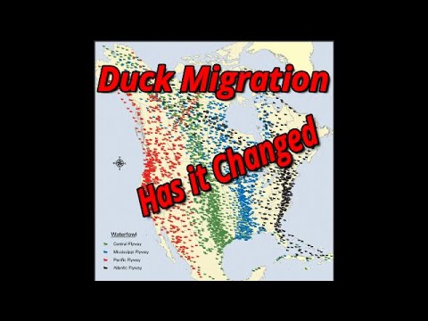 Duck Migration Has It Changed