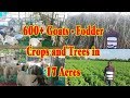 600+ Goats in 17 acres for Fodder Crops and Trees