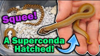 Adorable Baby Hognose Snakes Hatching!! (Omnomlette's Last Babies...)
