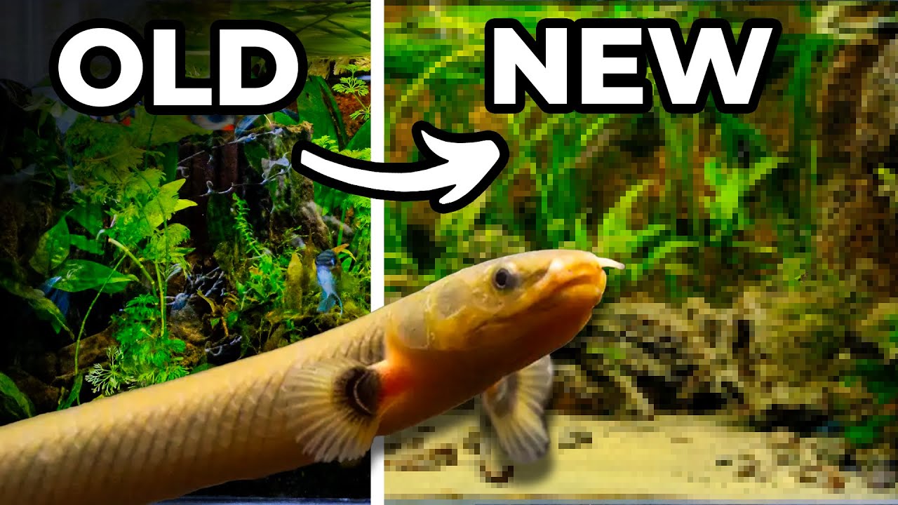 When an Aquarium Doesn't Work Out