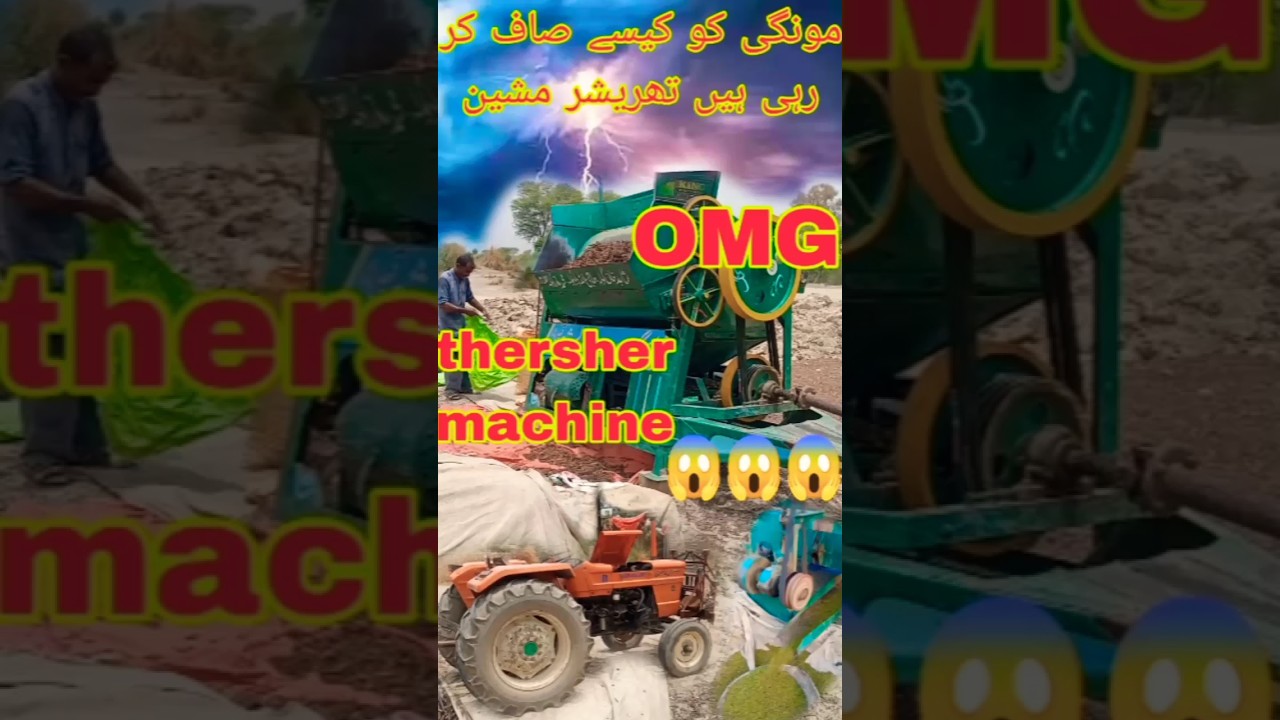 thersher wheat stunt|