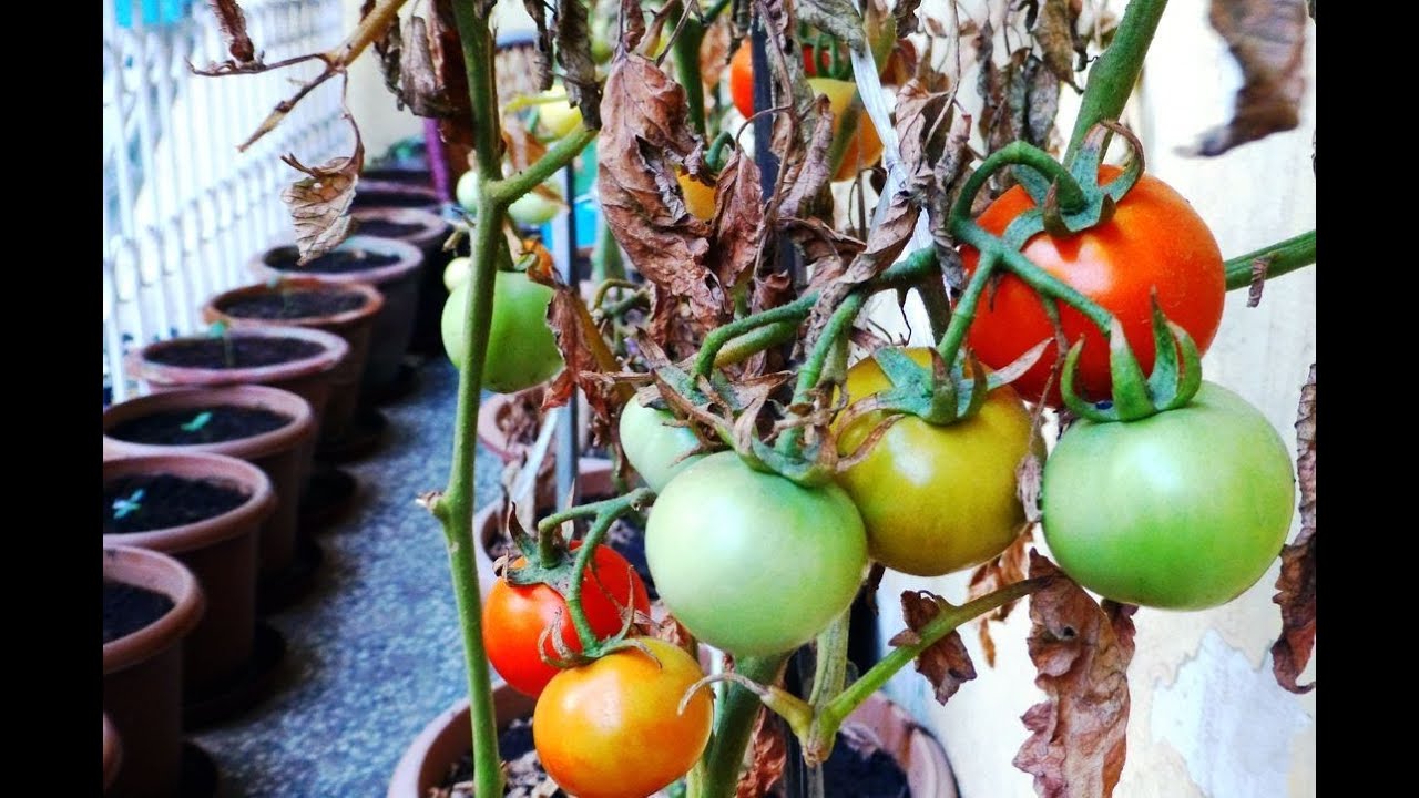 Transplanting Tomato Plants in Outdoors Pots - Tomato from Seeds to
