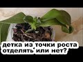 прикорневая детка отделять или нет Детка из точки роста у орхидеи фаленопсис