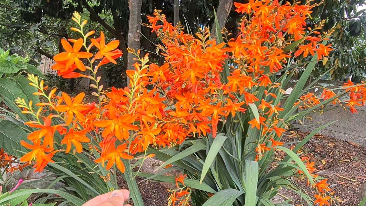 Köyümüzde Sokak Sokak Bahçe Çiçek Köyümüz PART 2