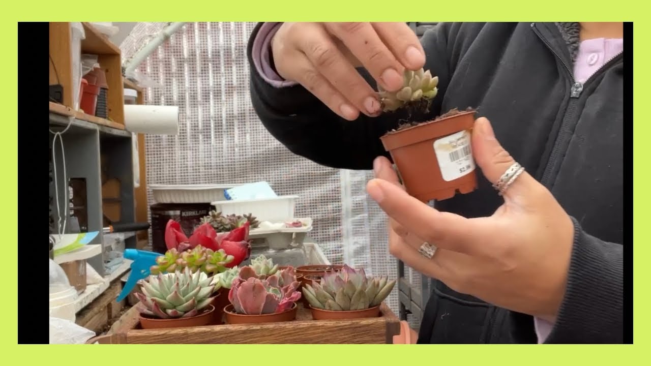 Vamos a enraizar en fibra de coco a estas bellas Suculentas que llegaron sin raíces.