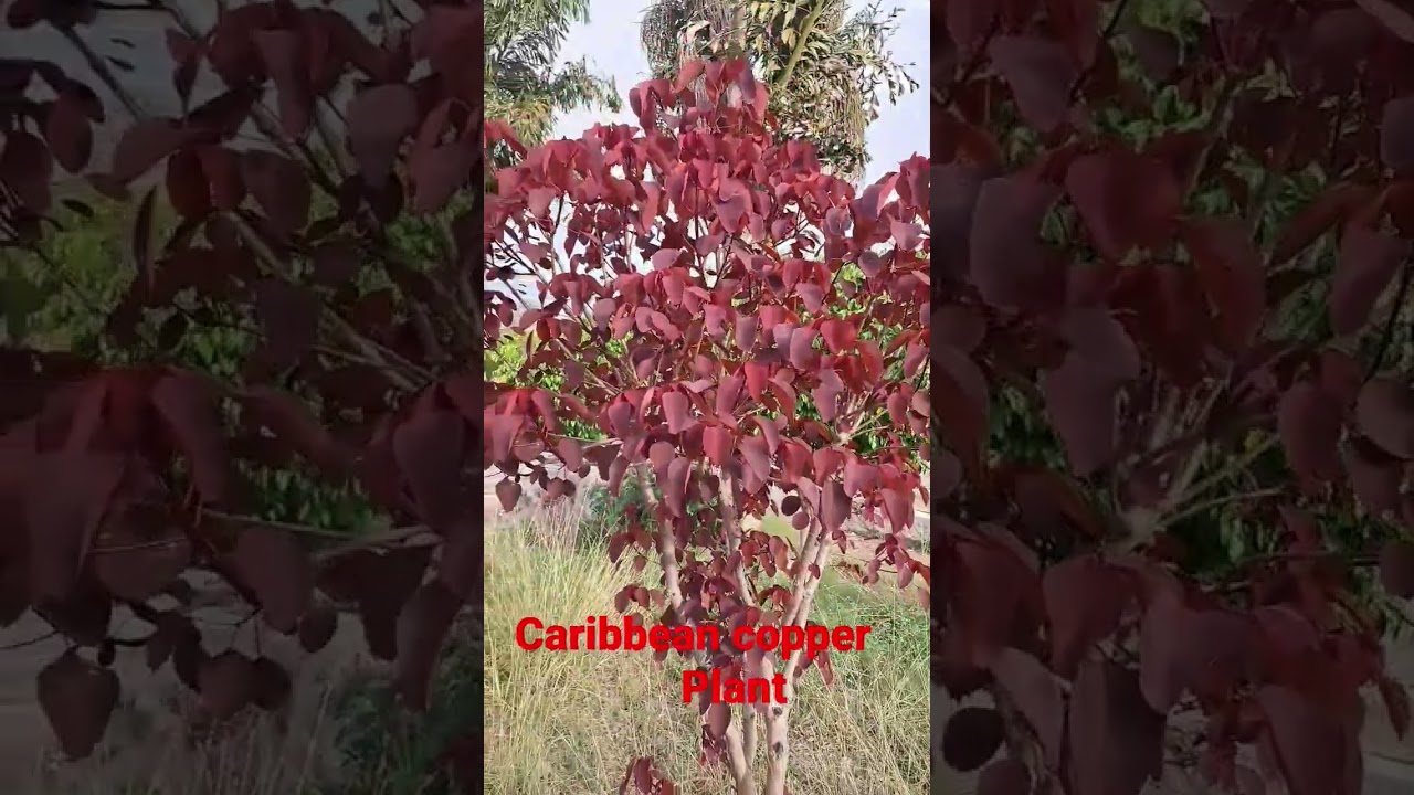 Caribbean Copper plant