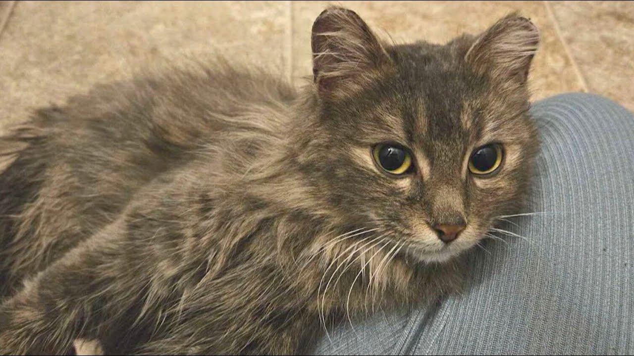 Pregnant cat lost in Ottawa airport parking garage