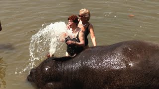 Elephants Bathed By Elephant Lovers | Elephants Bathing In The River | Wildlife