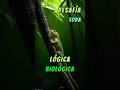 La verdad de este animal único #Leolepisgaventri #curiosidadesanimales