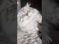 The Cutest Cat You will see on Internet #shorts #cats