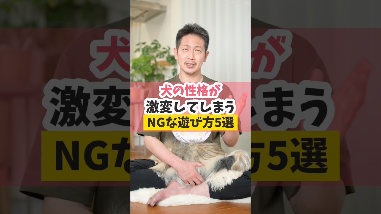 犬の性格を壊すNGな遊び方5選#犬のいる暮らし #dog #shorts