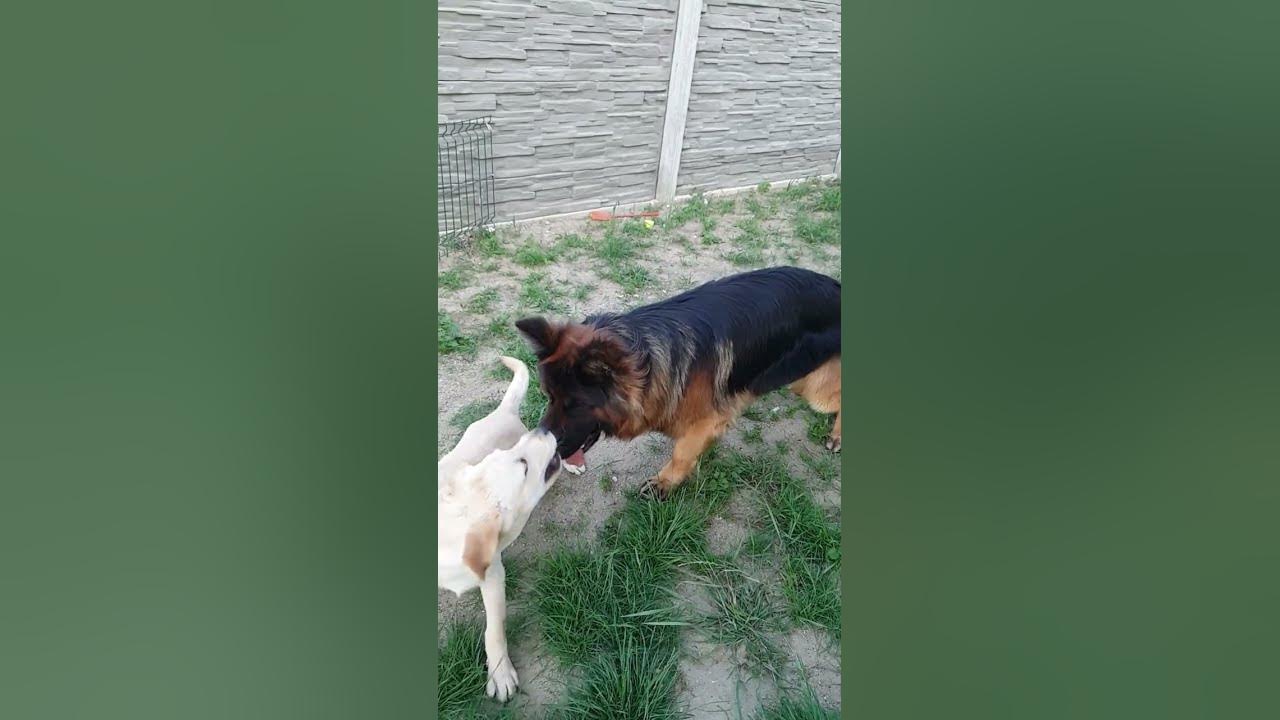 Labrador Puppy and German Shepherd Fun shorts 2 Happy Dog Song YouTube
