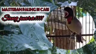 Download Lagu masteran murai batu paling banyak dicari MP3