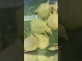 Albino Chinese Softshell Turtle #aquarium #viralvideo #trending #ShopTheRealDeal