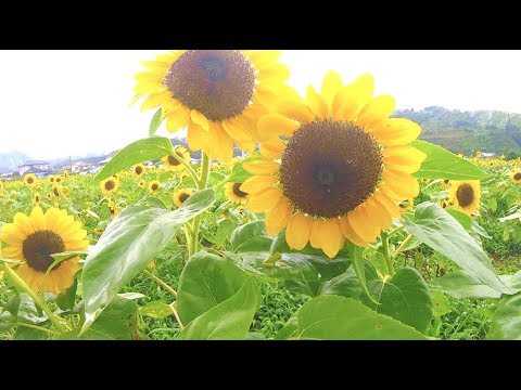 美和学区ひまわり畑へ 静岡市葵区遠藤新田18 8 15 Youtube 美和学区ひまわり畑へ 静岡市葵区遠藤新田18 8 15 Youtube