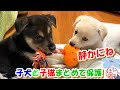 【犬　子犬　保護犬】子犬２匹を保護　嵐の前の静けさ？！