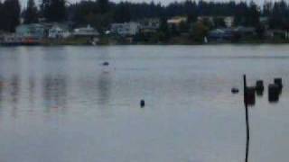 Bald Eagles Attacking Mama Duck and Her Ducklings Noticias