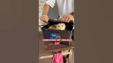 The mystery box 📦 #cat #orangecat #orangecatbehavior #catselife #catlover #cats #cat #unboxing