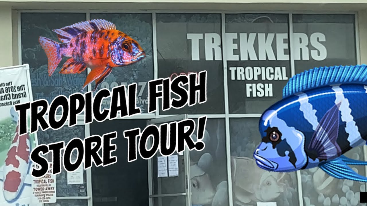 Tropical fish STORE TOUR! Are fish stores struggling? YouTube
